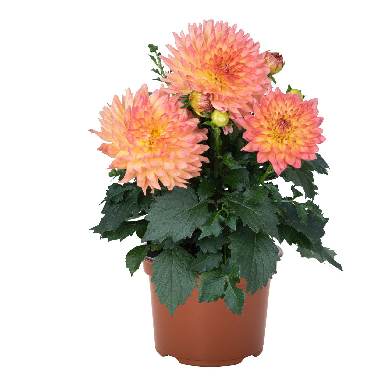 Dahlia XXL Series