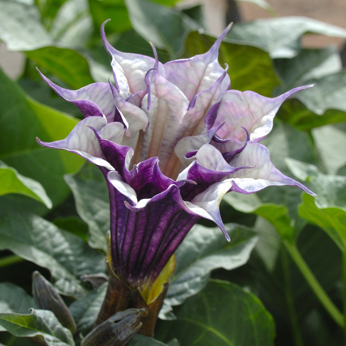 Datura Ballerina Series