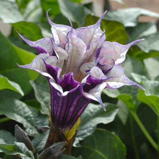 Datura Ballerina Series