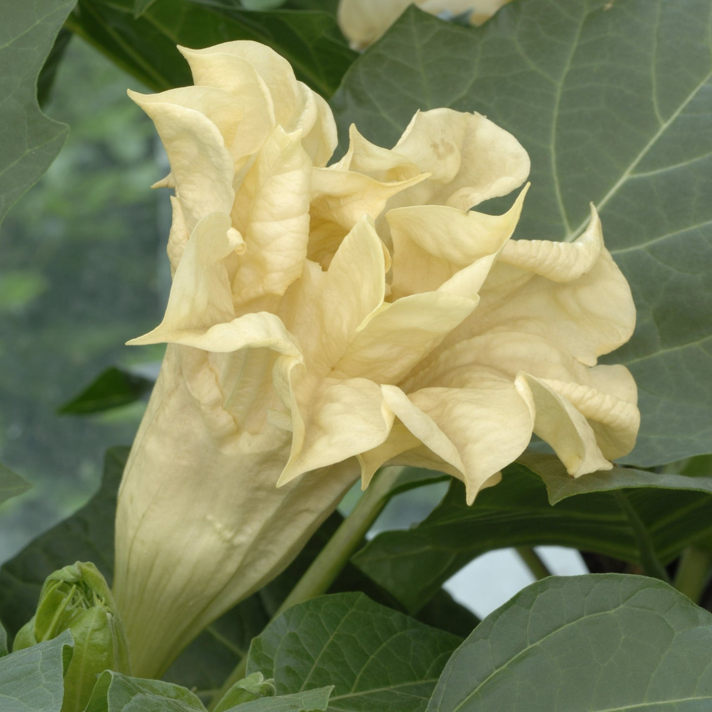 Datura Ballerina Series