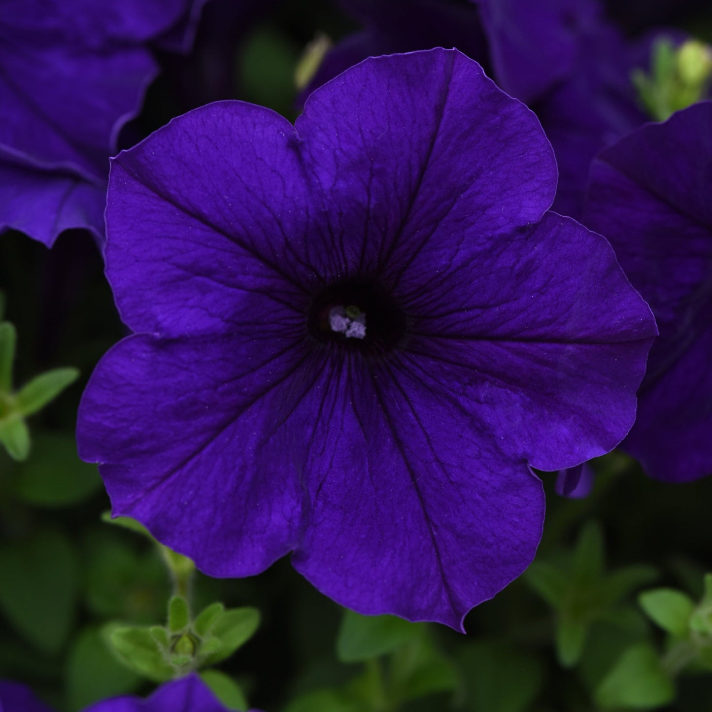 Petunia Easy Wave Series