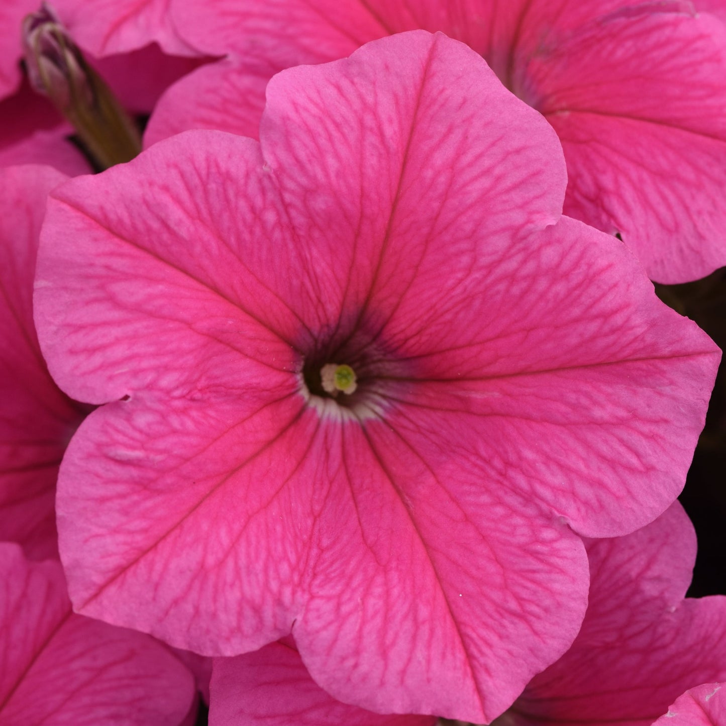 Petunia Easy Wave Series