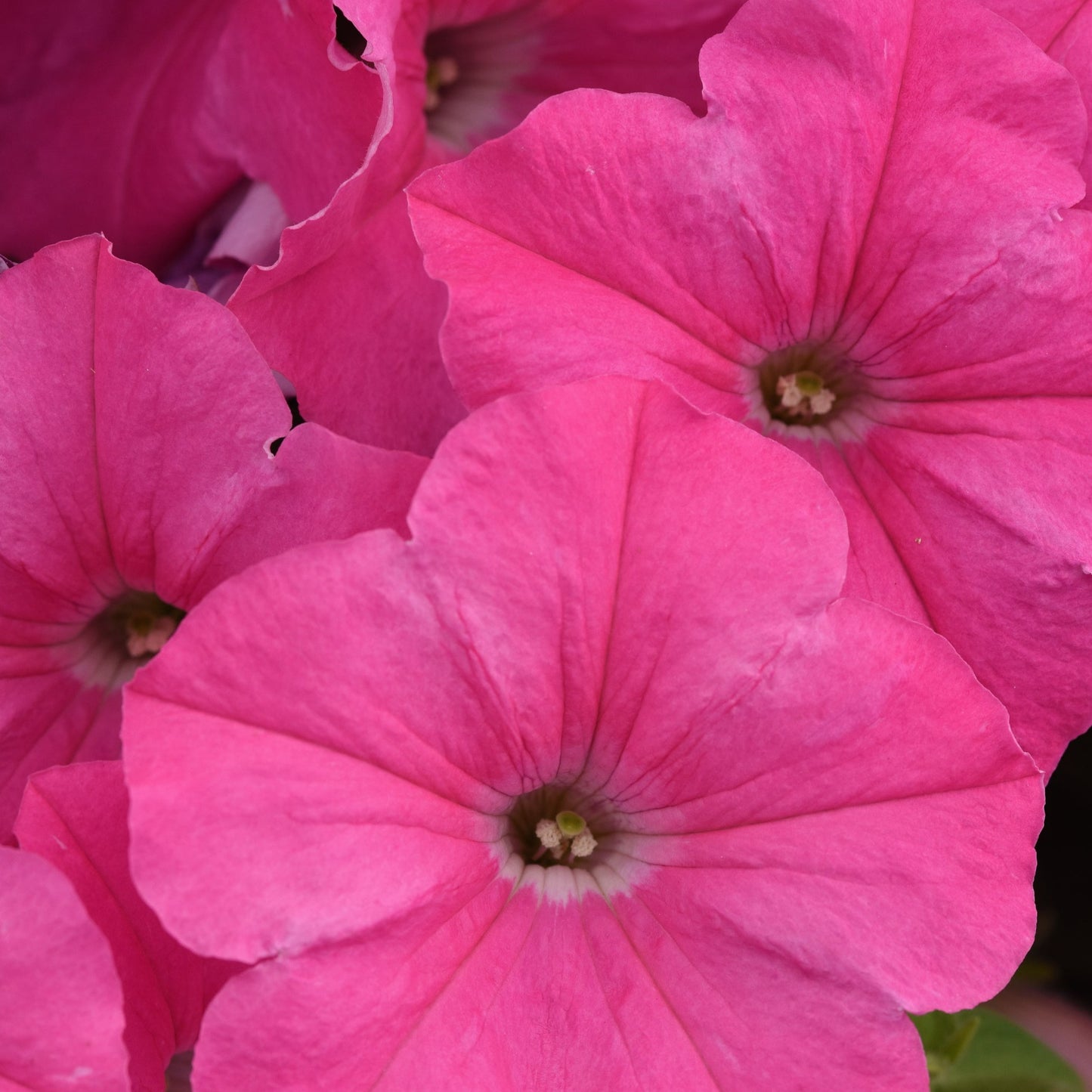 Petunia Easy Wave Series