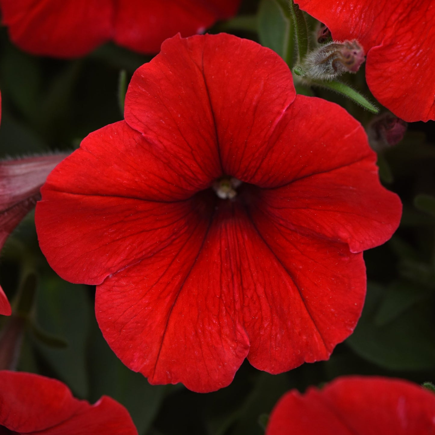 Petunia Easy Wave Series