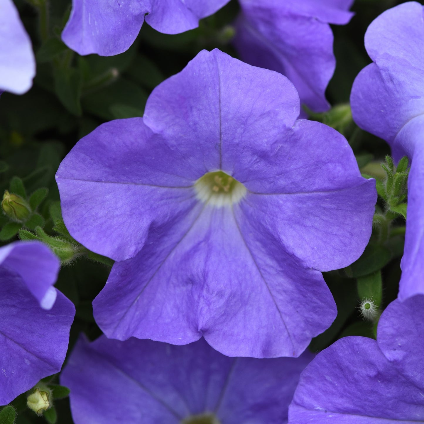 Petunia Easy Wave Series