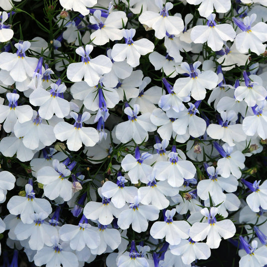 Lobelia Early Springs Series