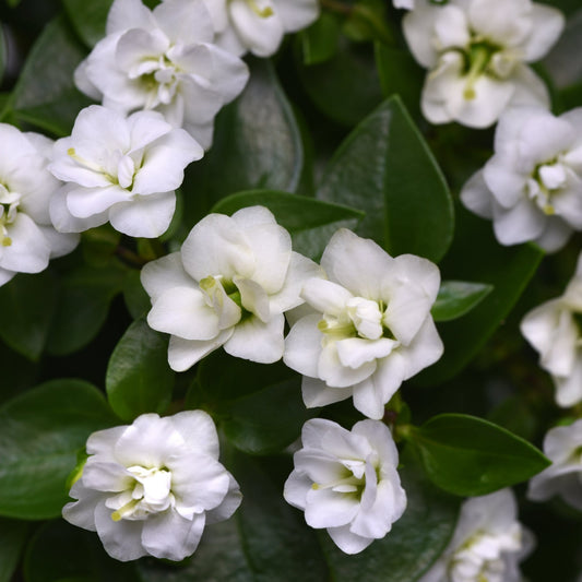 Exacum Jupiter Series