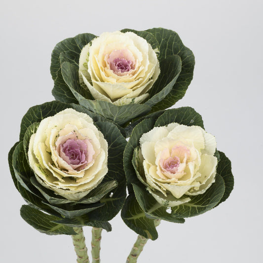 Flowering Kale