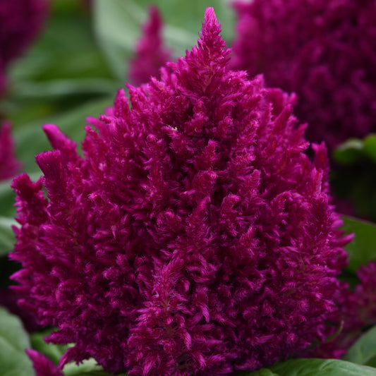 Celosia First Flame Series