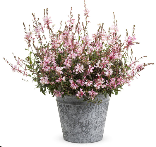 Gaura Stratosphere Series
