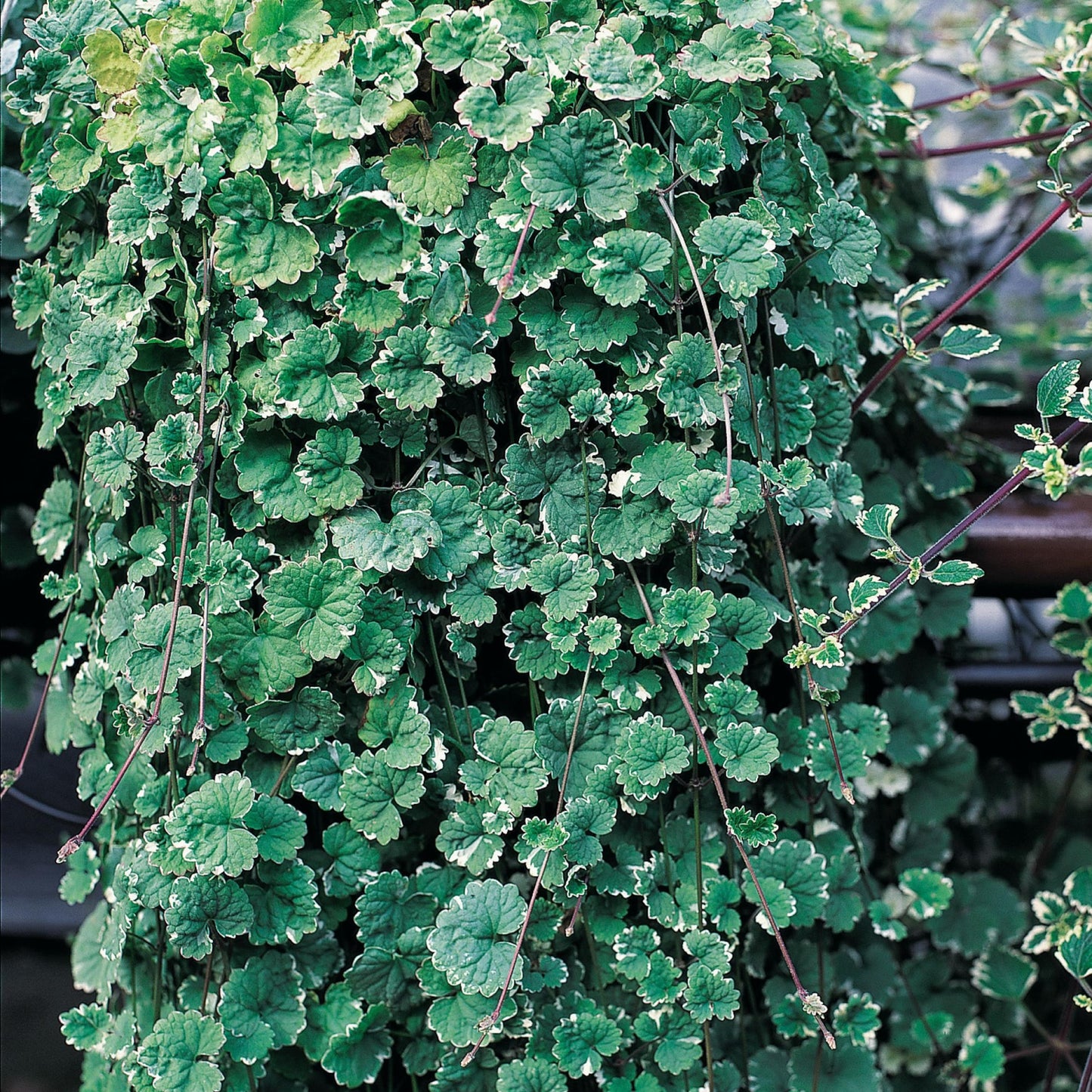 Glechoma (Creeping Charlie)