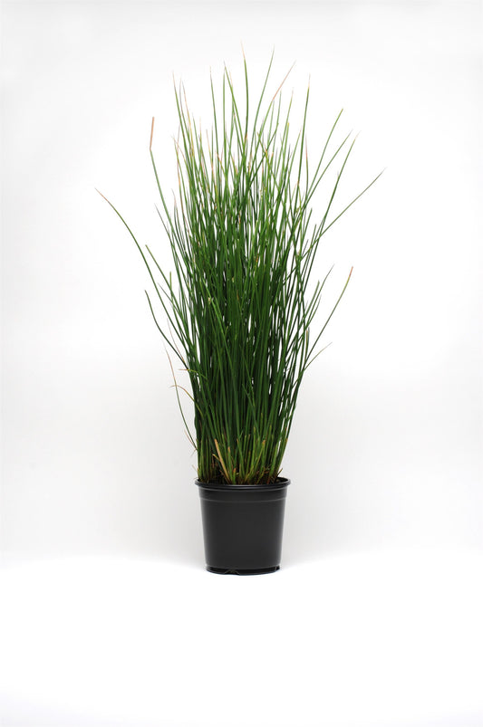 Juncus Grass