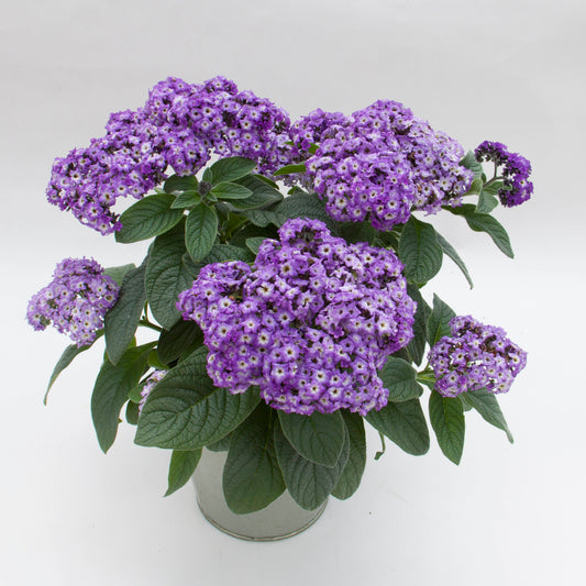 Heliotrope Marino Blue