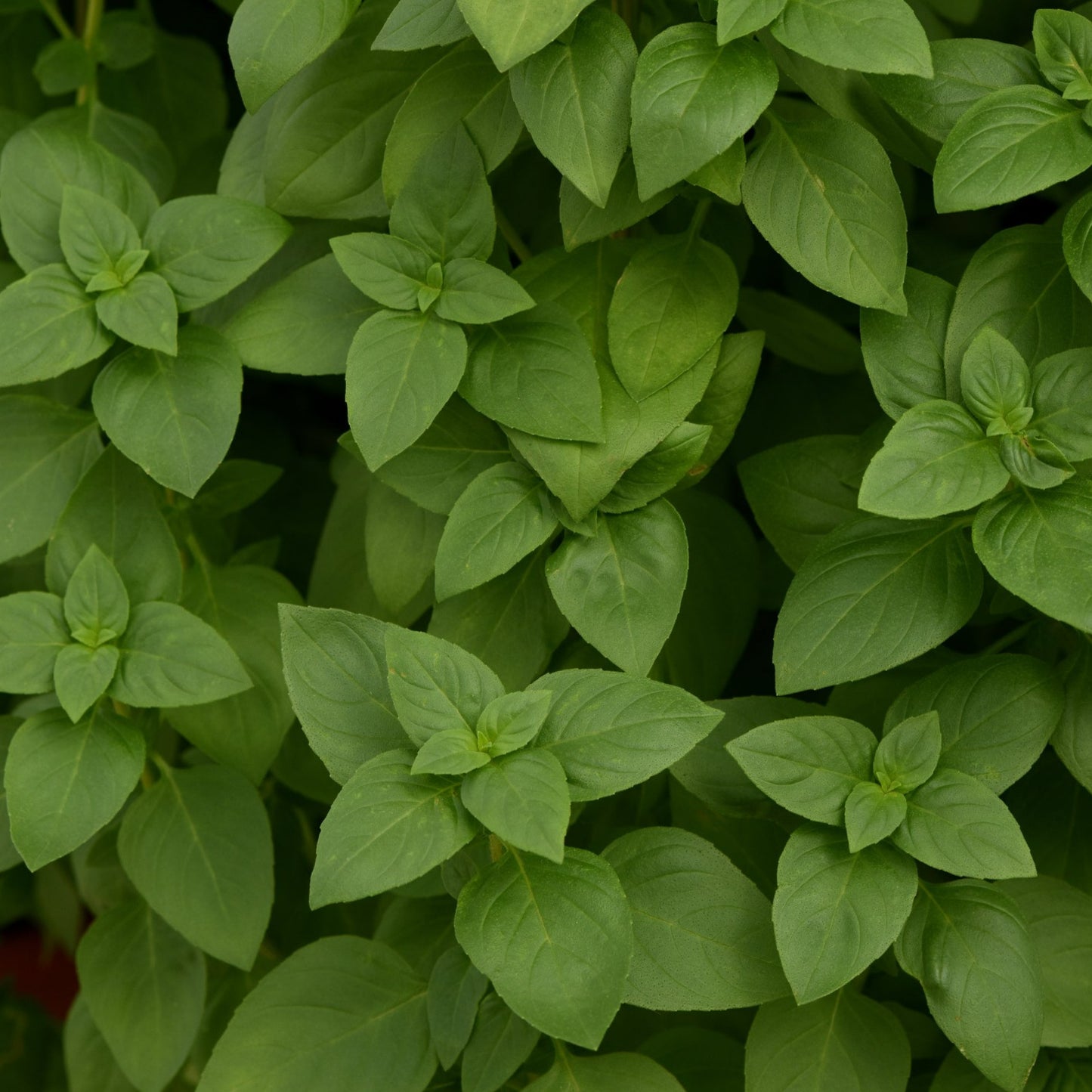 Basil