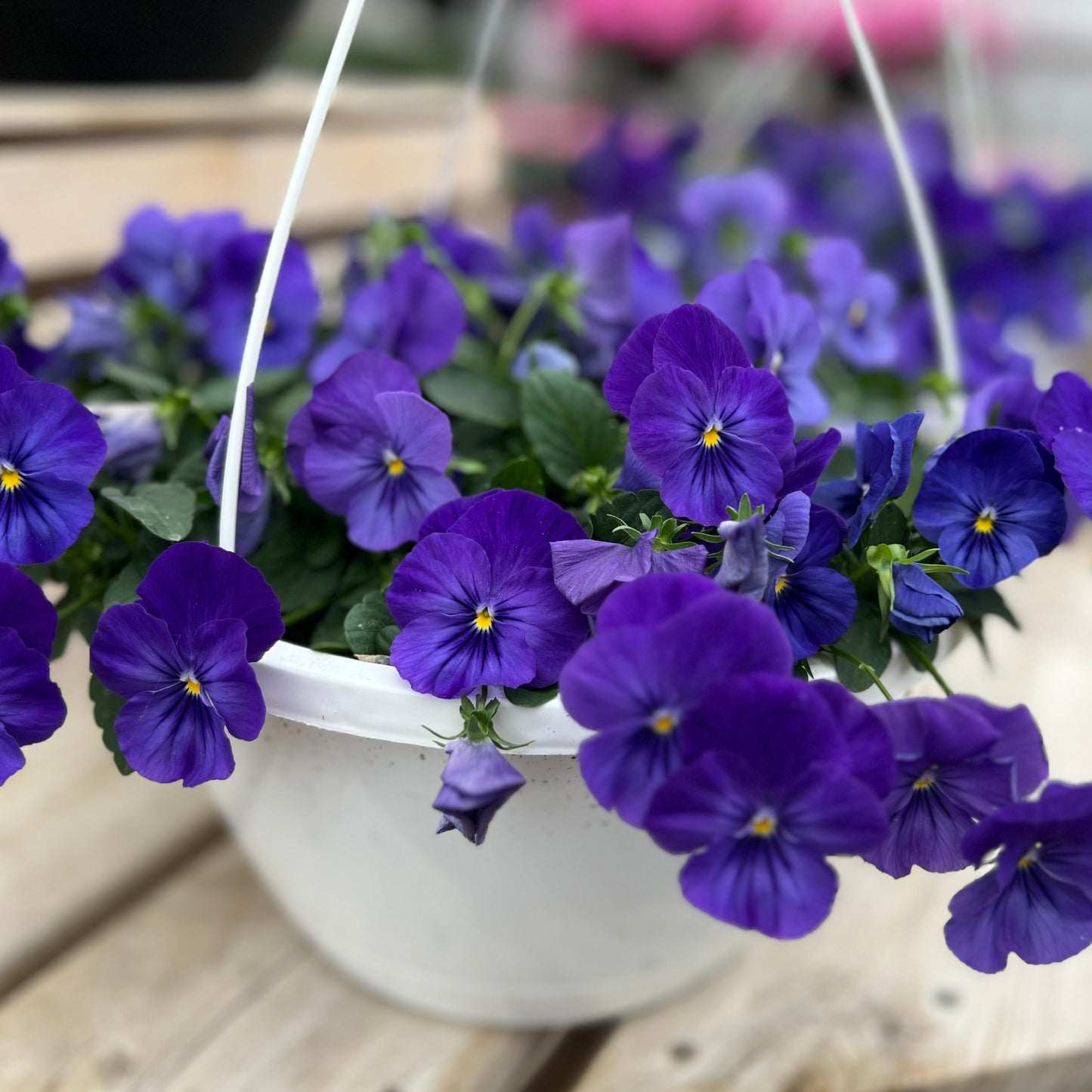 Cool Wave Hanging Basket