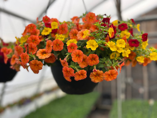 Calibrachoa Cabaret Mix Hanging Basket