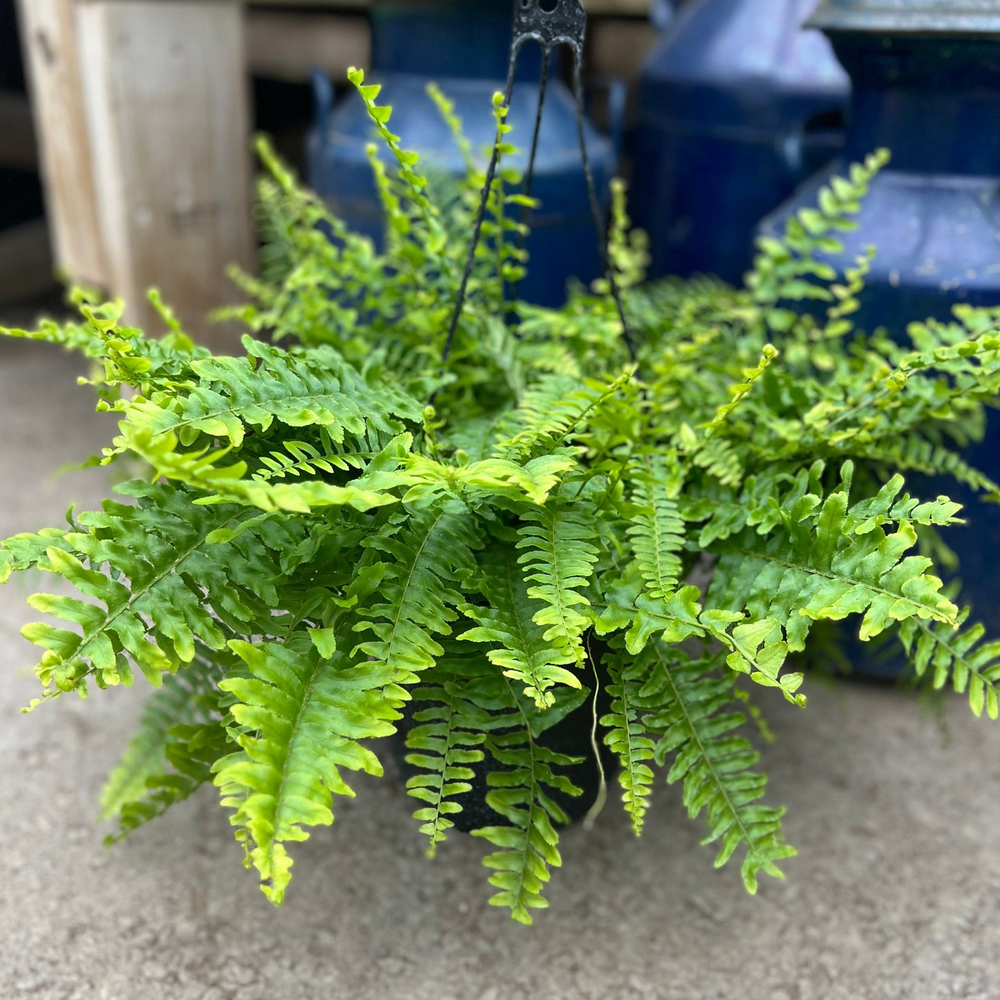 Fern Hanging Basket