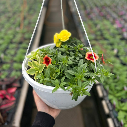 Mezoo Mix Hanging Basket