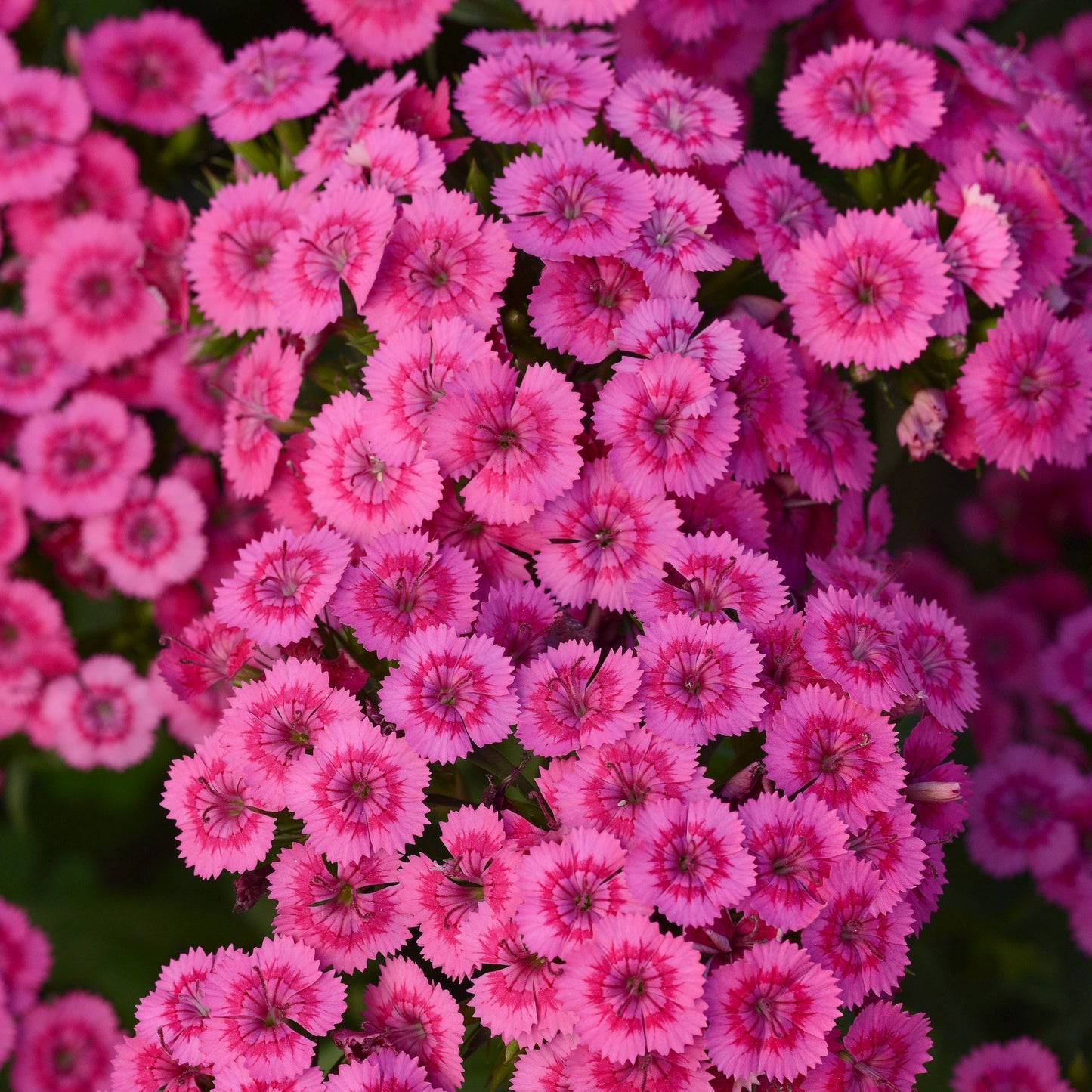 Dianthus Jolt Series