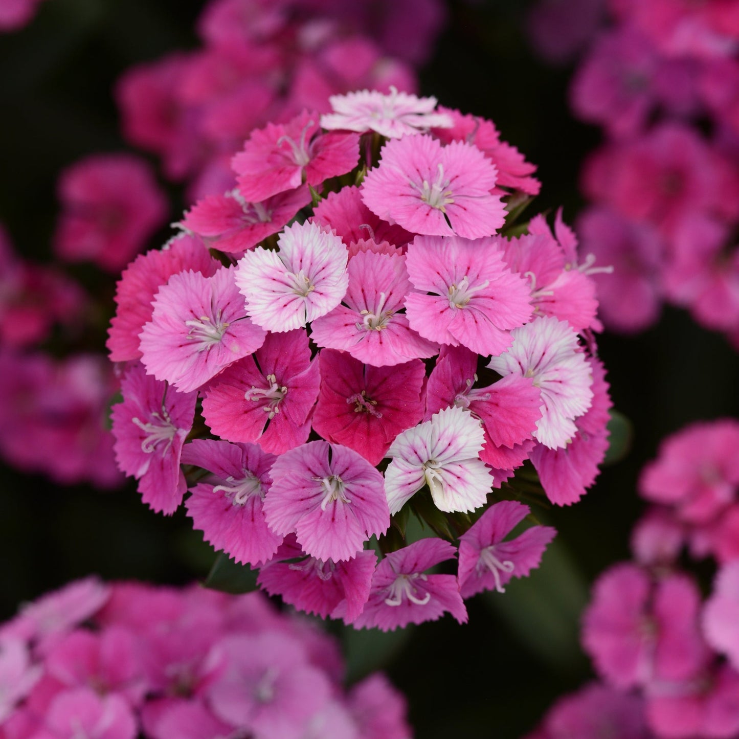 Dianthus Jolt Series