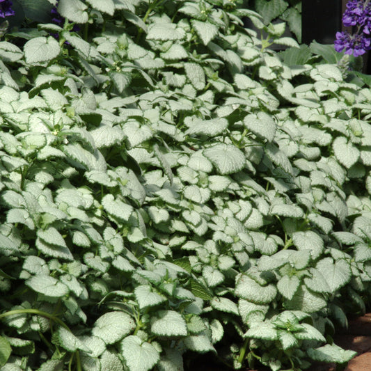 Lamium White Nancy