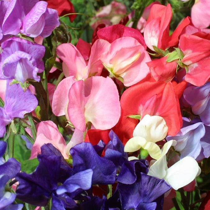 Sweet Pea