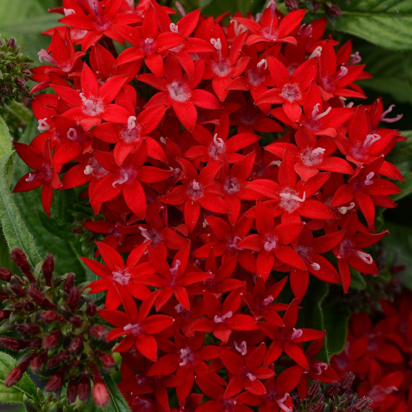 Pentas Lucky Star Series