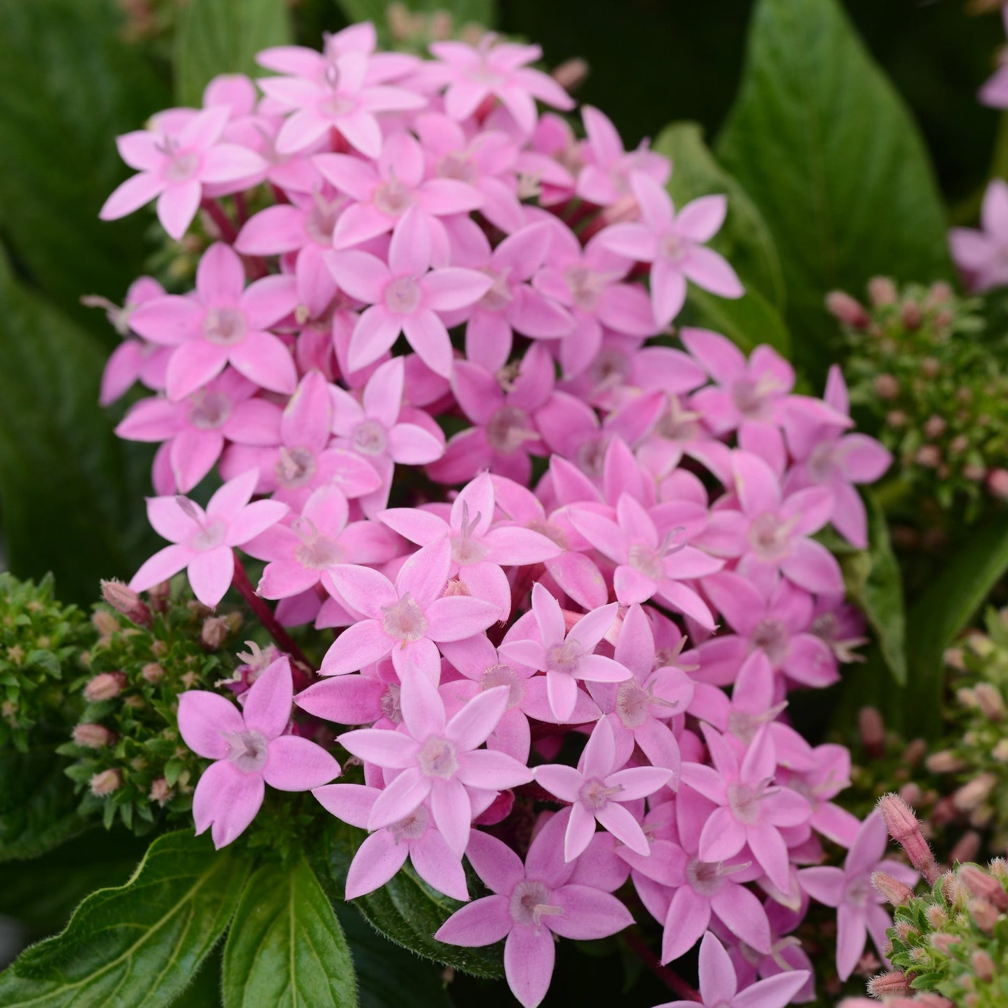 Pentas Lucky Star Series