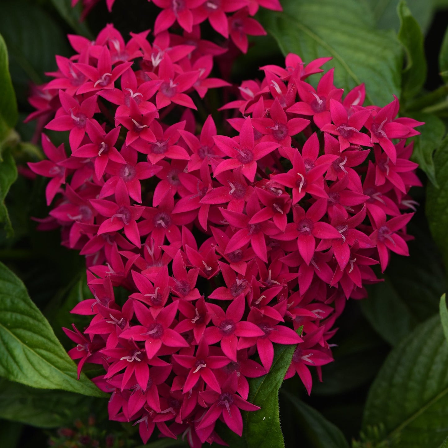 Pentas Lucky Star Series