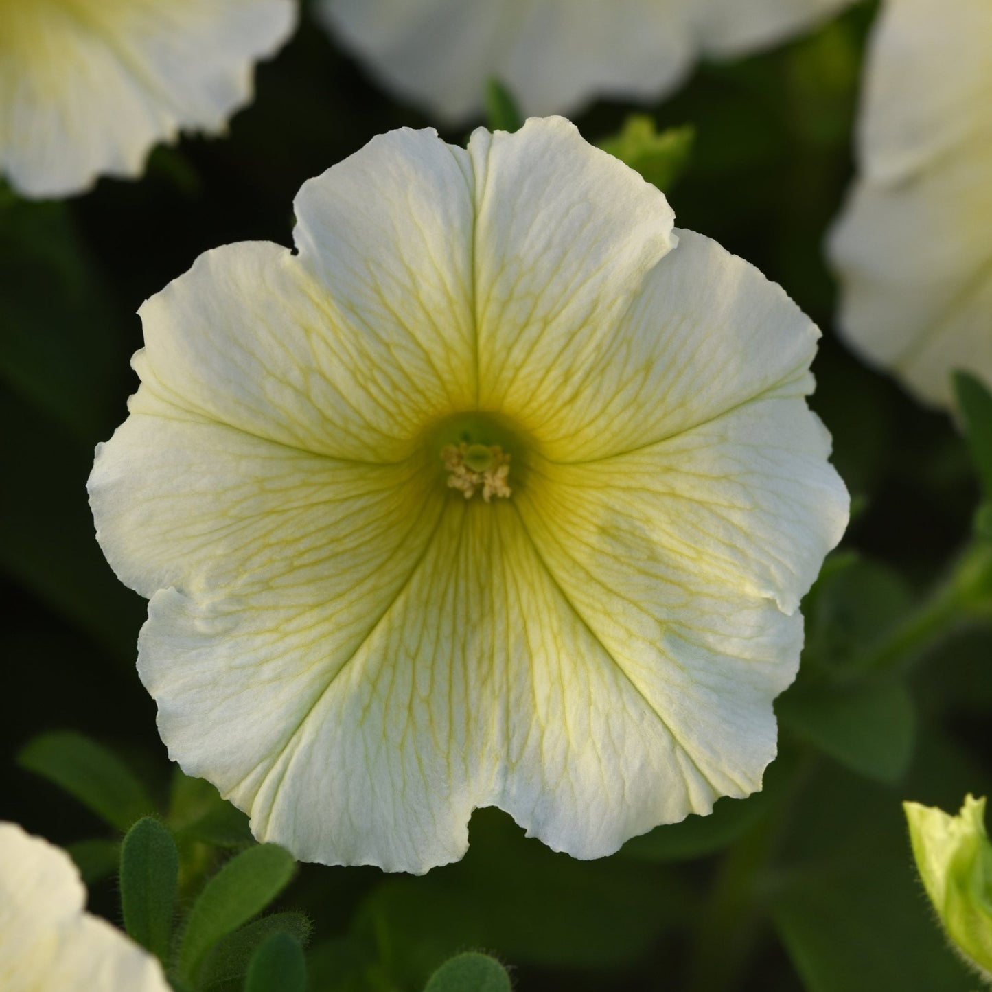 Petunia Madness Series