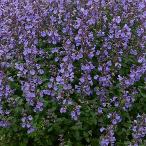 Catnip