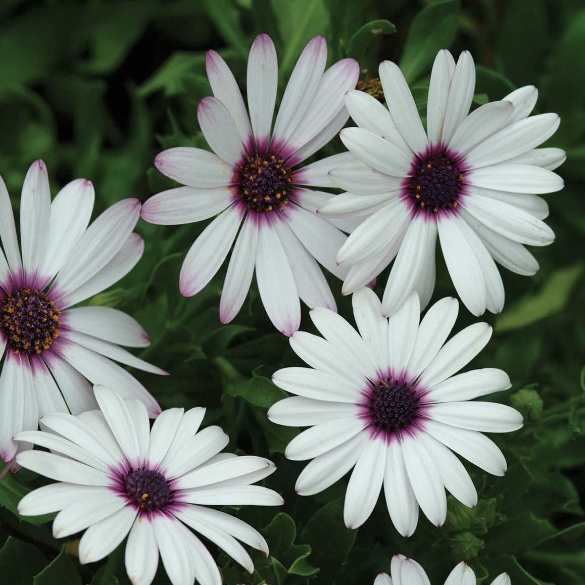 Osteospermum Serenity Series