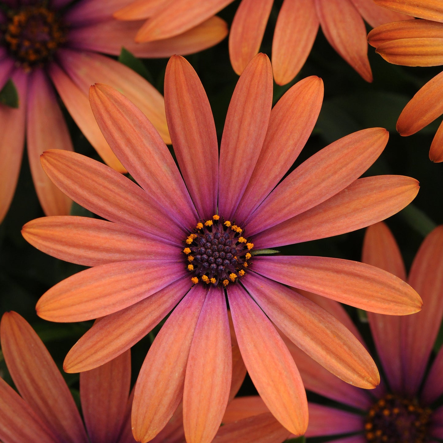 Osteospermum Serenity Series