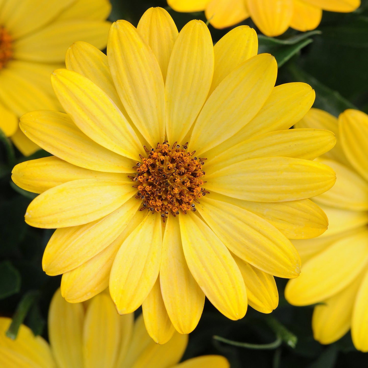 Osteospermum Serenity Series