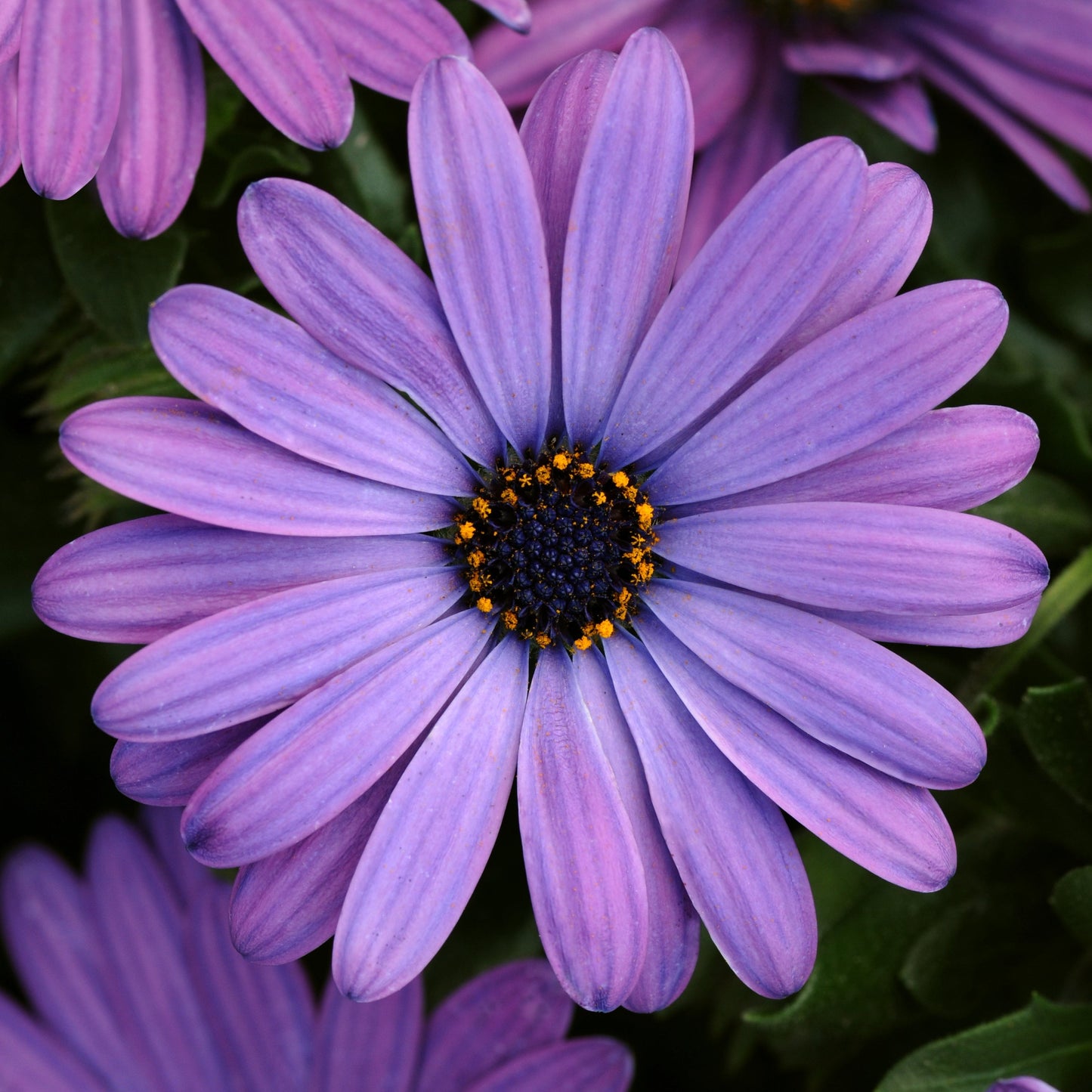 Osteospermum Zion Series