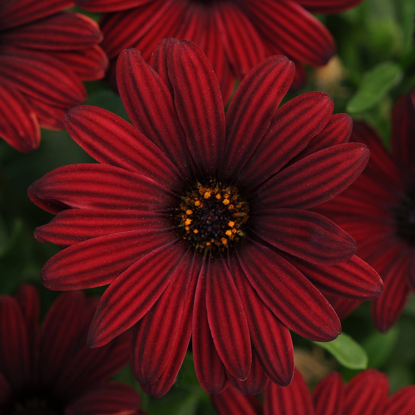 Osteospermum Serenity Series