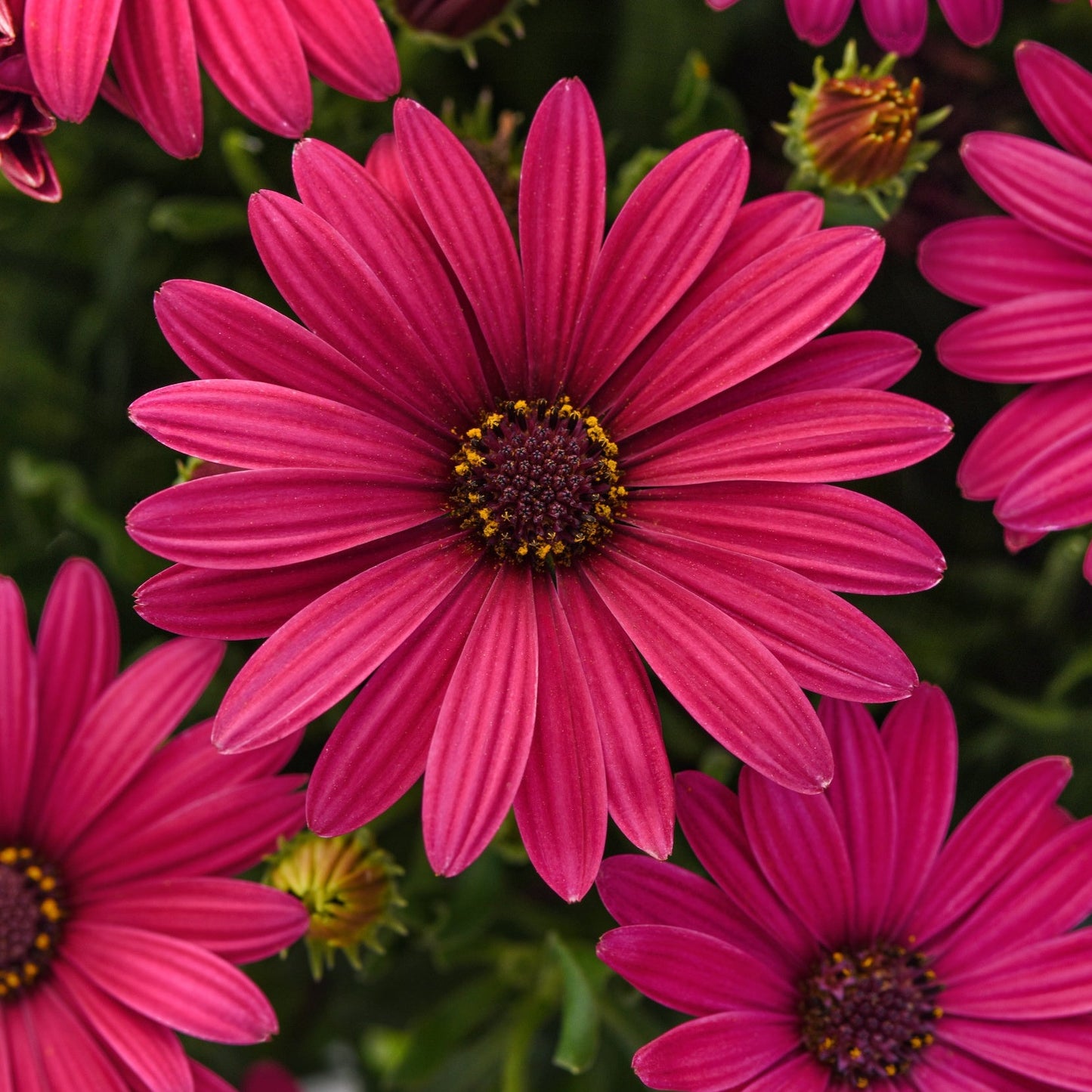 Osteospermum Serenity Series