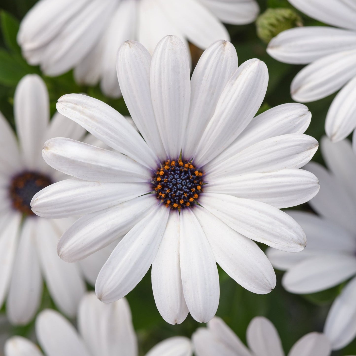 Osteospermum Serenity Series