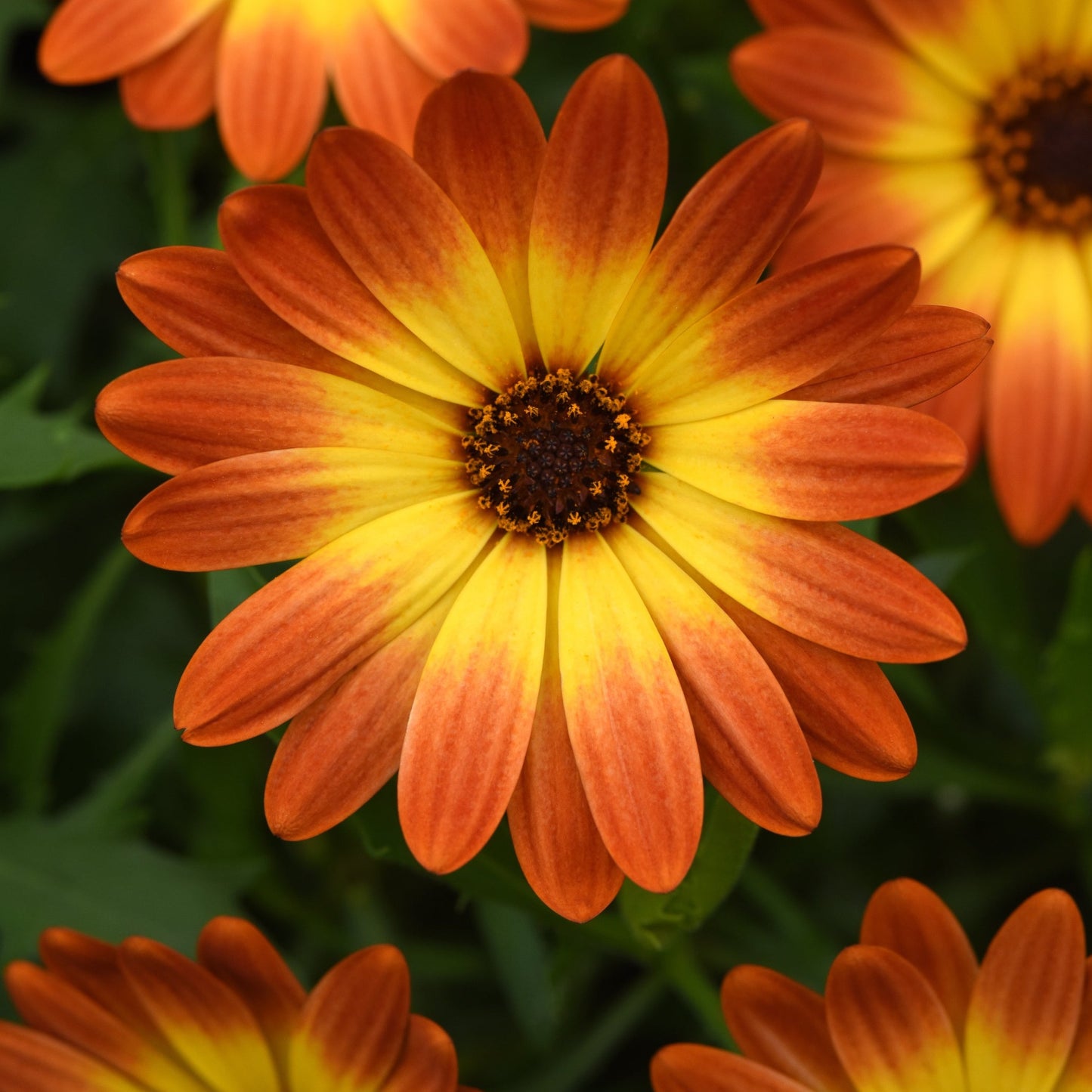 Osteospermum Zion Series