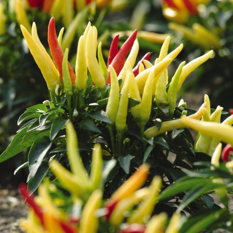 Ornamental Peppers