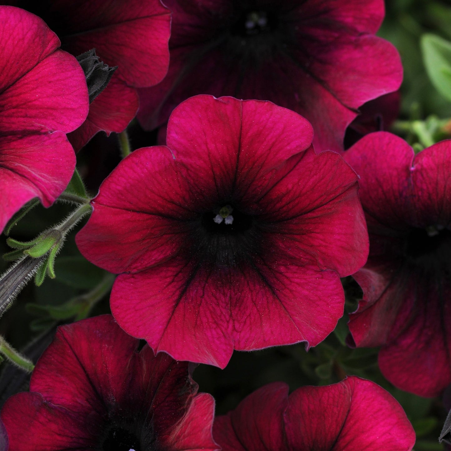 Petunia Easy Wave Series