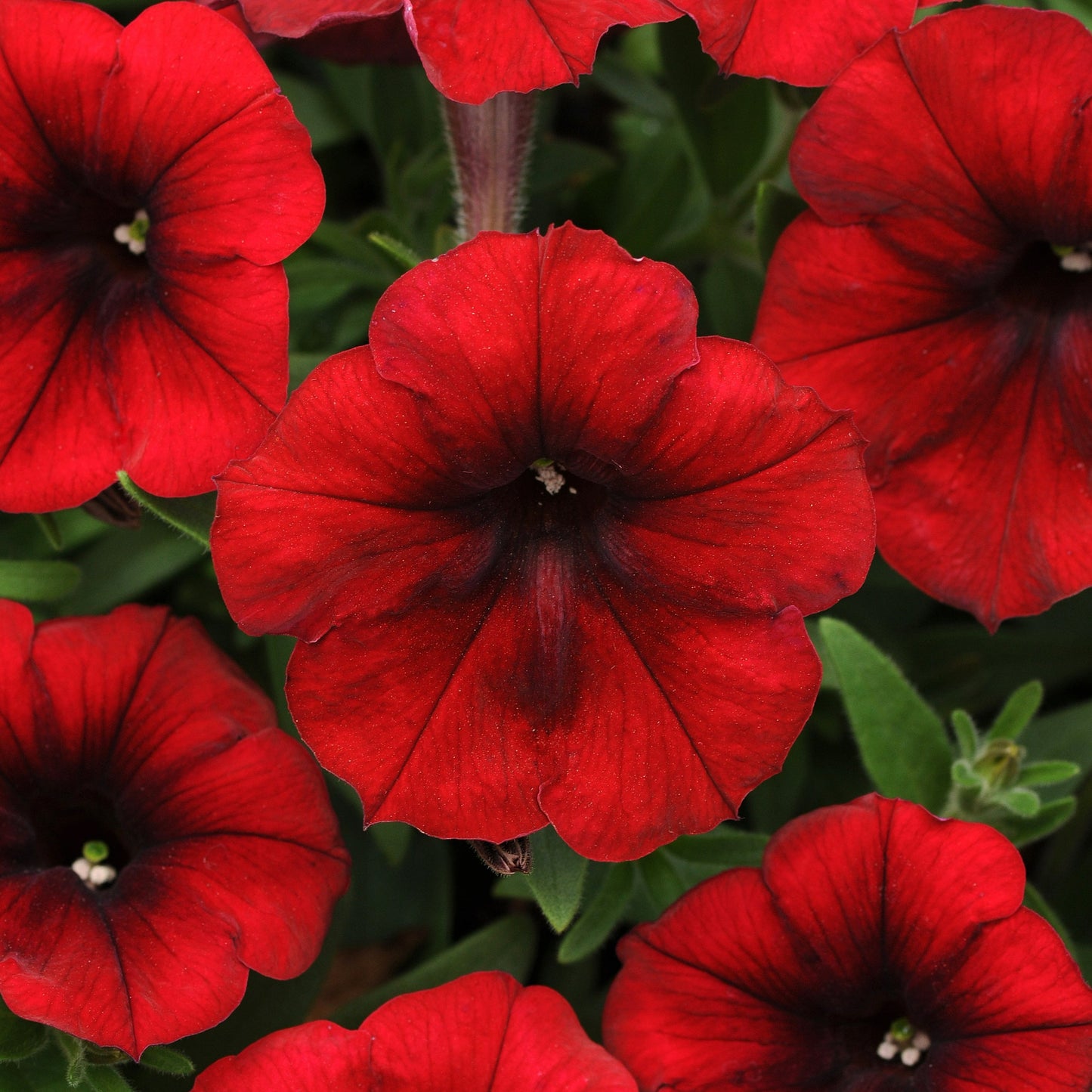 Petunia Easy Wave Series