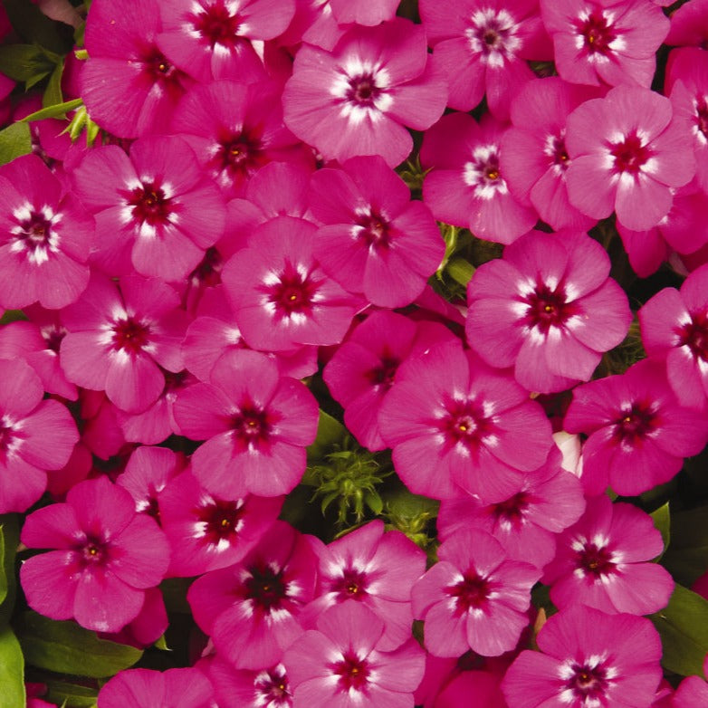 Phlox 21st Century Series