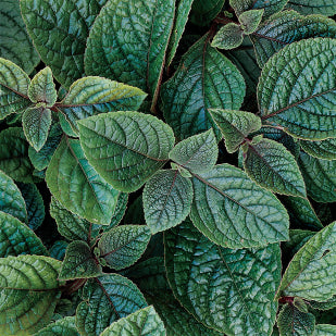 Plectranthus