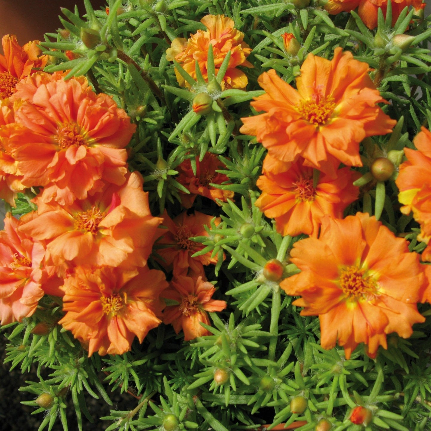 Portulaca Sundial Series