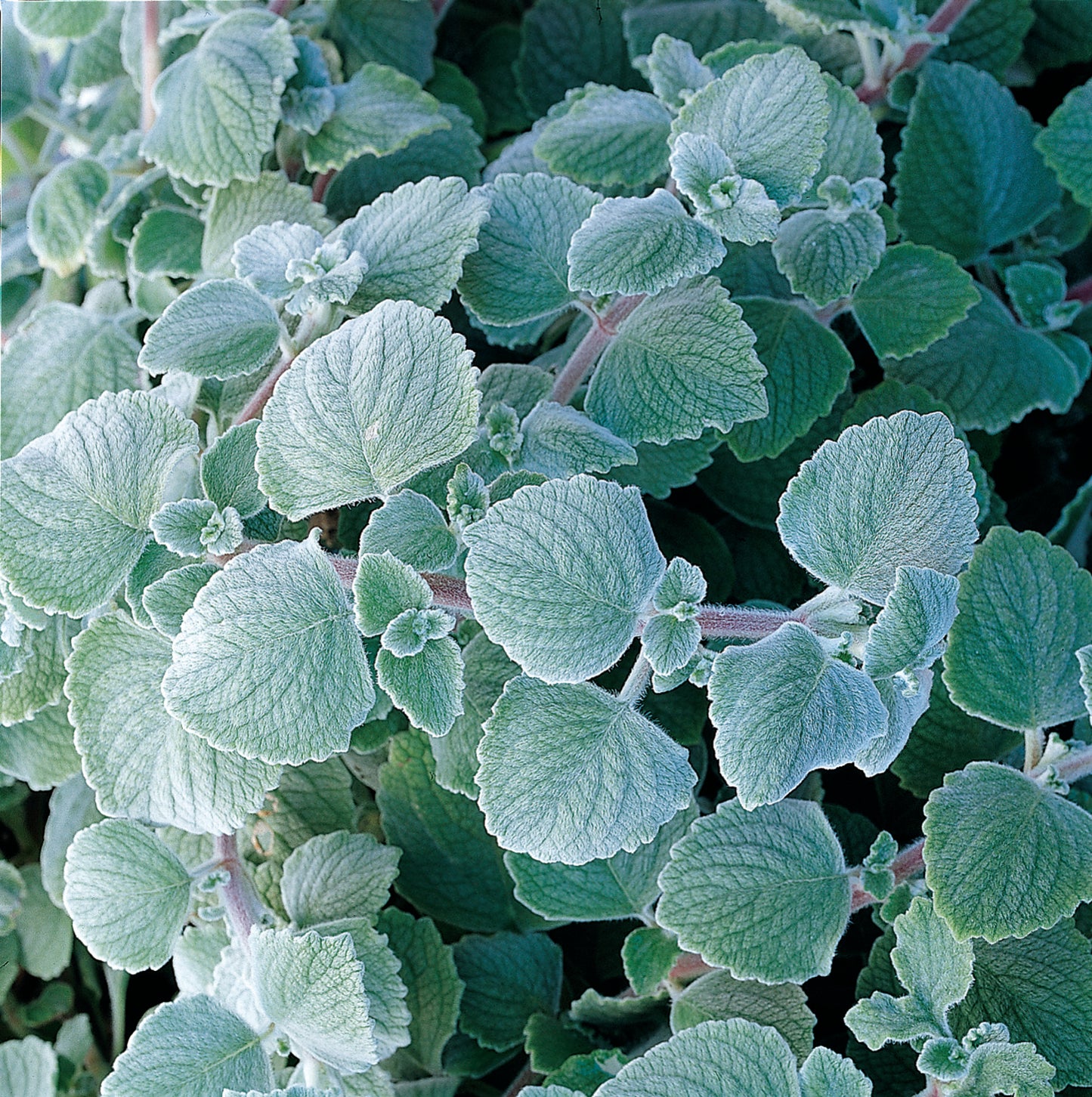 Plectranthus