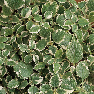 Plectranthus