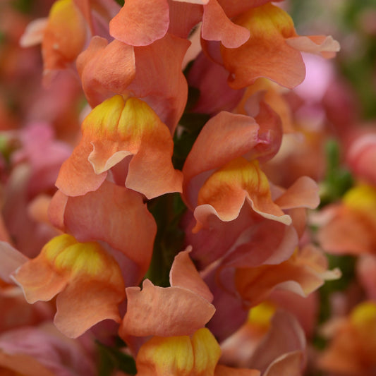 Snapdragons Rocket Series