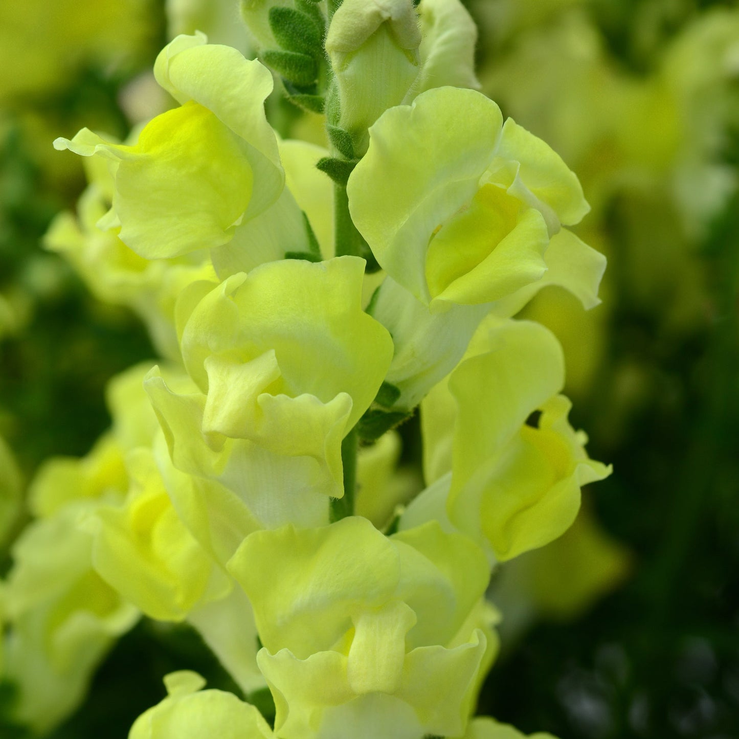 Snapdragons Rocket Series