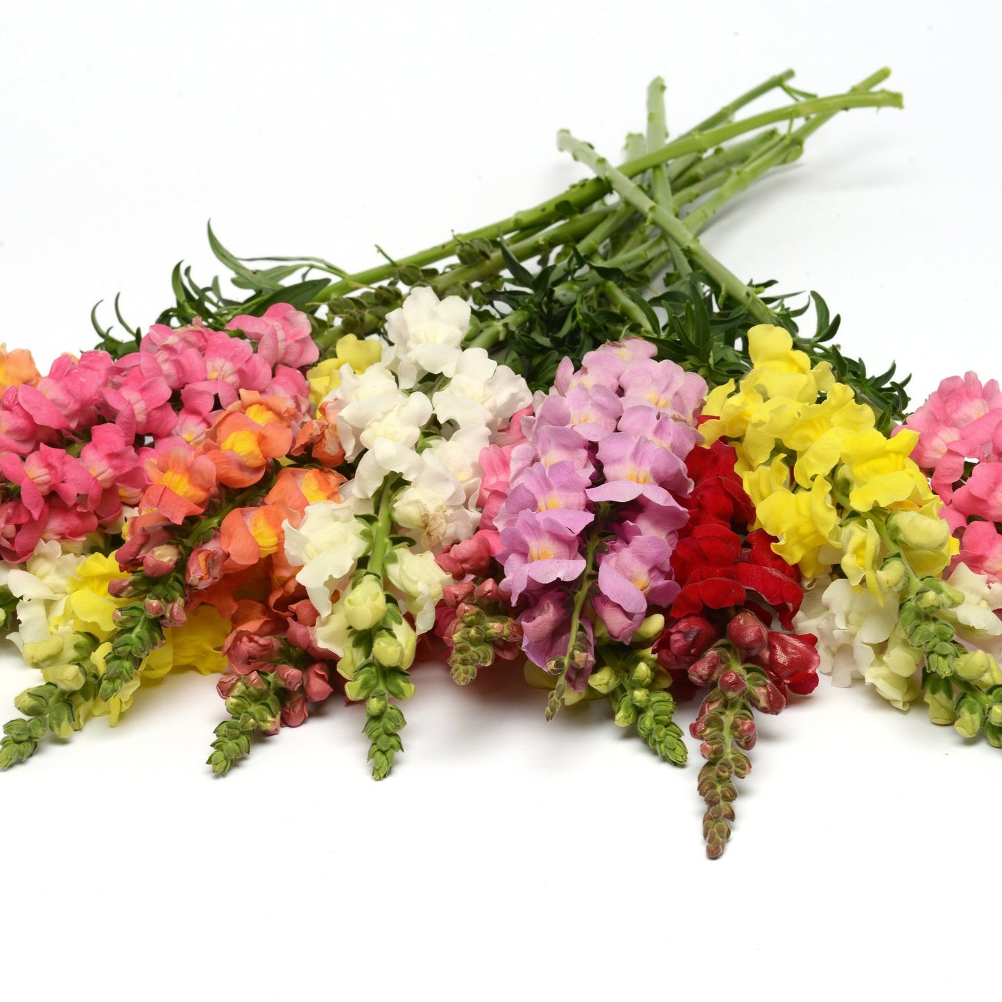Snapdragons Rocket Series